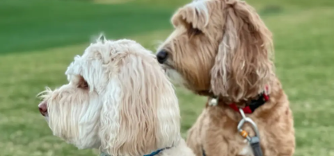 Dogs 2 to 1 Dogs 2 to 1
